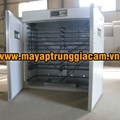 Máy ấp trứng nhập khẩu KN-832pcs